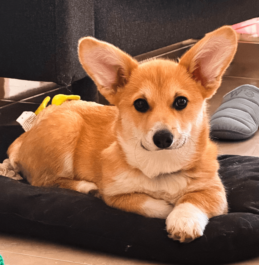 Bowie the Supabase Dog