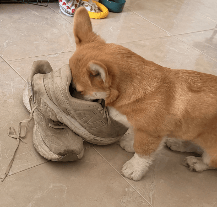 Bowie the Supabase Dog