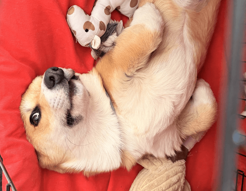 Bowie the Supabase Dog