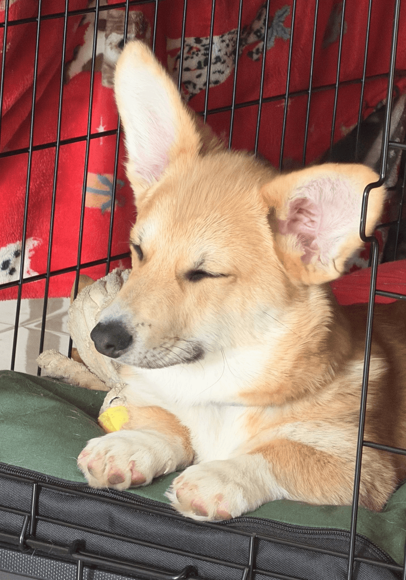 Bowie the Supabase Dog